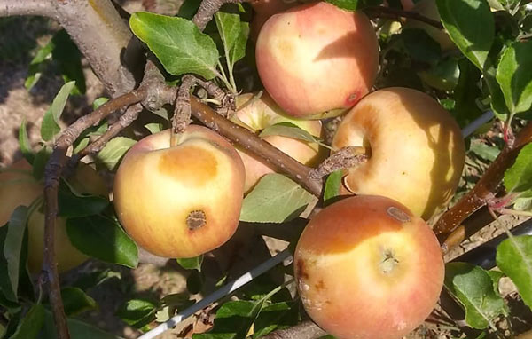 Scottature, danni in aumento su mele e pere