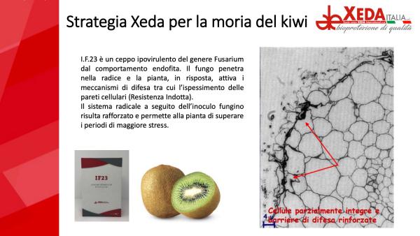 IF23, induttore di resistenza contro la morìa del kiwi - Italiafruit News