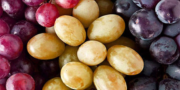 L'uva «migliora» il microbiota intestinale