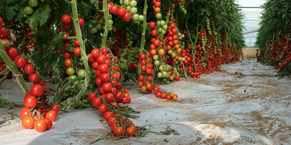 «Pomodori, per guadagnare dovrei venderli a 30 euro al kg»