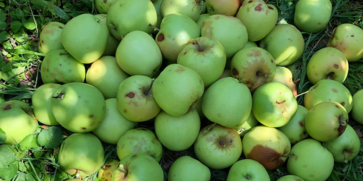 Le mele danneggiate vengono impiegate come fertilizzante